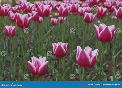 Red Tulip Growing in the Garden Stock Image - Image of ornamental ...