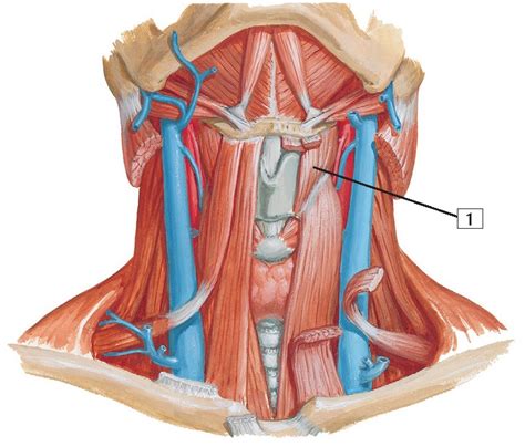 Infrahyoid and Suprahyoid Muscles Anatomy - pediagenosis