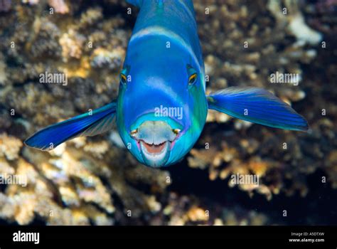 Parrotfish Teeth