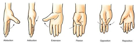 Thumb movement - from flat hand, dorsum against a table: abduction ...