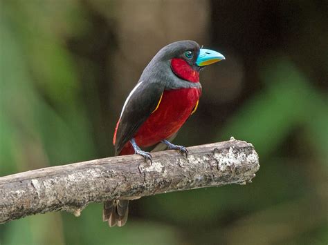 Birds of The World: BROADBILLs (Eurylaimidae)