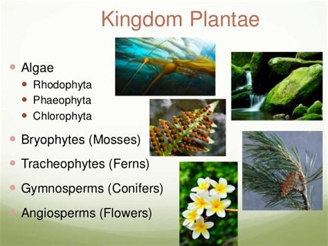 Kingdom plantae introduction