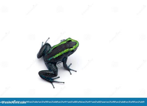 The Poison Dart Frog Isolated on White Background Stock Photo - Image ...