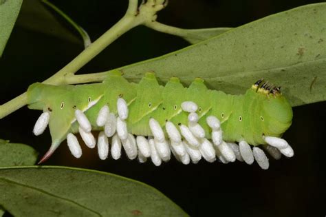 Sphingidae Larvae