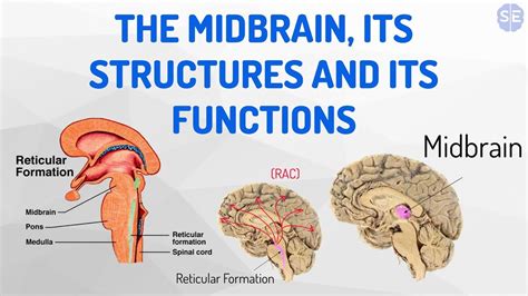 [Psychology] The Nervous System #05: The Midbrain, Its Structures And ...