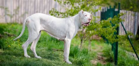 White Great Dane Health Problems: 4 Common Concerns - Canines and Pups