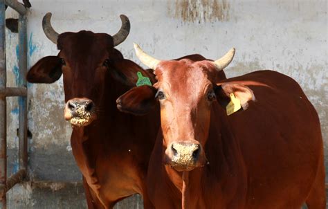 Sindh to conduct animal ‘census’