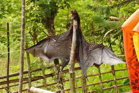 Hunting of Blyth’s Flying Fox in Andaman Islands | Conservation India