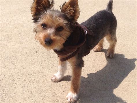 Male Yorkie Haircuts Pictures - Wavy Haircut