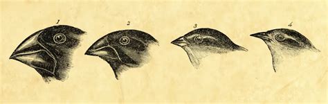 Darwin’s Finches—Icons of Evolution? | Answers in Genesis