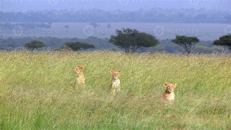 Lion Cubs in Savannah 838742 Stock Photo at Vecteezy