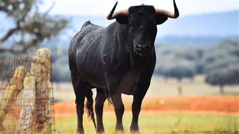 The Spanish Bull: 5 Amazing Facts about Spain's National Animal