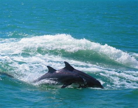 Dolphin Exploration Tours - The Tropics Boat Tours