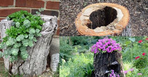 How to Make a Tree Stump Planter in 4 Steps | Balcony Garden Web