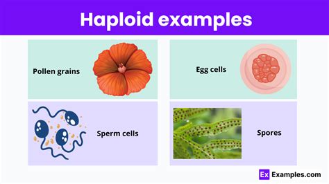 Haploid - Definition, Cells, Symbol, Number & Characteristics %%sep ...