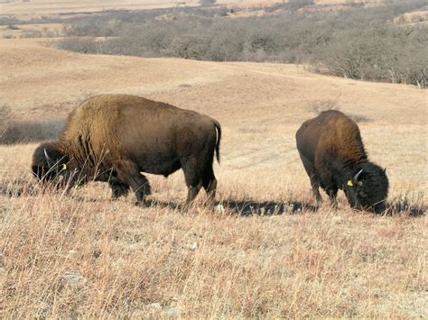 Bison on Konza Prairie