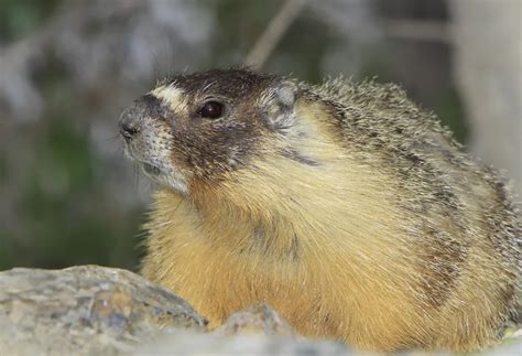 Yellow-Bellied Marmot Hibernation Could Unlock the Key to Longevity ...