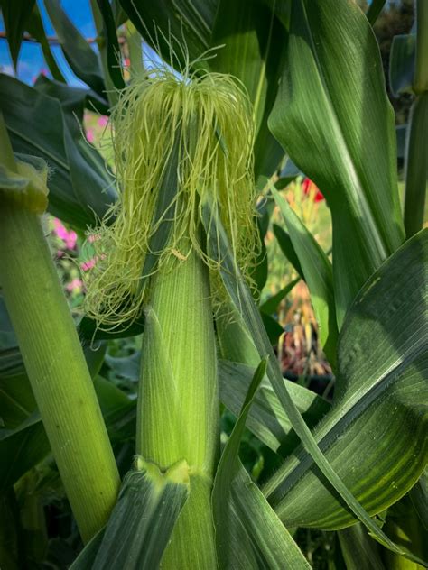 Sweet Corn Yield Per Plant - Taka Vegetable