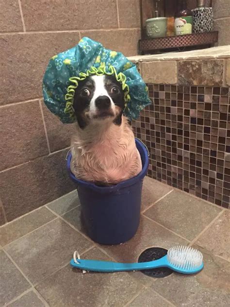 10 Dogs Who Felt Betrayed at Bath Time