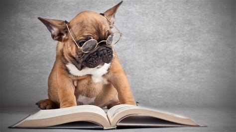 On Writing a Book For Dog People ‹ Literary Hub