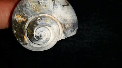 Fossil / Fossilized Whelk sea shell gastropod mollusk collectors ...