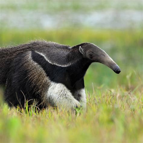 Giant Anteater (Myrmecophaga tridactyla) | about animals