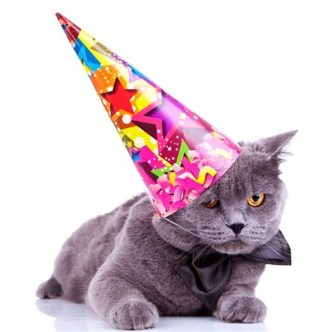 How to Throw a Birthday Party for Your Cat - Catster