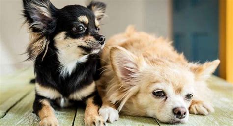 Find Out More About Chihuahua Colors and Markings