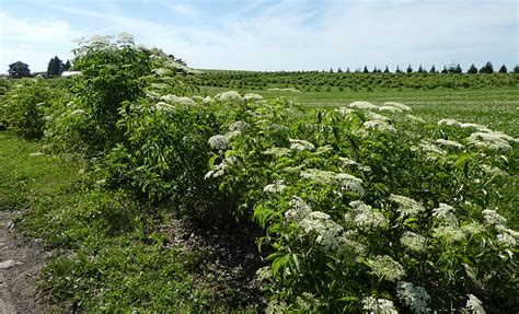 Habitat Highlight: Hedgerows ⋆ Bee Better Certified®