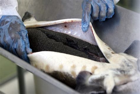 Can You Extract Caviar Without Killing The Beluga Whale?