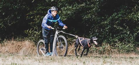 Dogscooter Kurse im Odenwald – gemeinsam Trails surfen