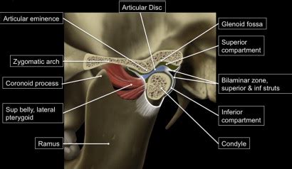 MR Imaging of the Temporomandibular Joint | Radiology Key