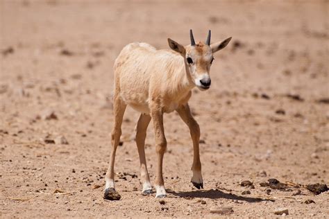 Baby Arabian oryx, Hai-Bar Yotvata, Israel | Arabian oryx, H… | Flickr