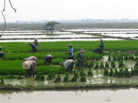 Free rice field workers Stock Photo - FreeImages.com