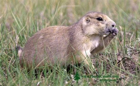 PhotosCanada.com Gallery :: Black Tail Prairie Dogs, Grasslands ...