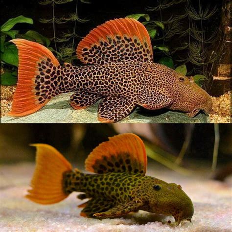 Aquarium Central - Pleco - L236 Zebra Pleco Catfish (Hypancistrus sp ...