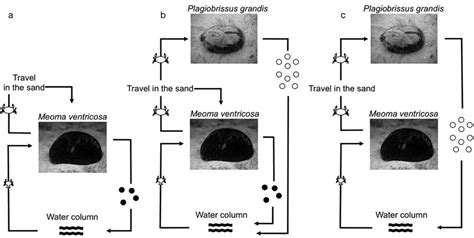 Dissodactylus primitivus. Suggested evolution of the life cycle of D ...