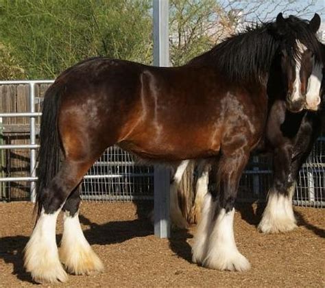 Shire Horse Breed Information, History, Videos, Pictures