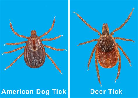 Observe precautions in tick environments | Mississippi State University ...