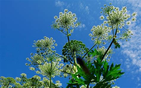 The UK's most invasive plants | The Telegraph