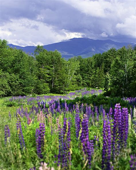 Sugar Hill, NH - Lupine Festival | Things I love about NH | Pinterest