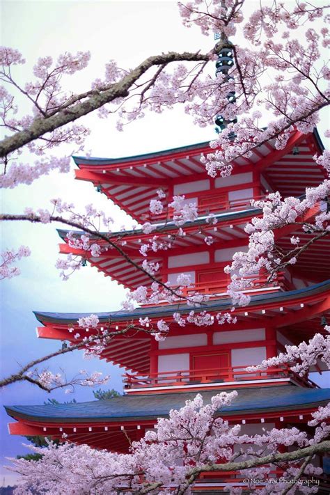 Japanese castle | Cherry blossom japan, Japan photography, Japanese ...