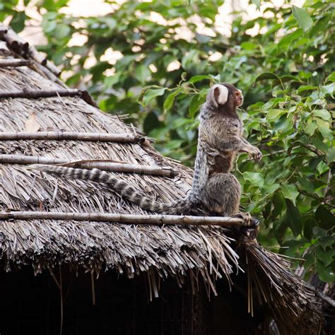 Common Marmoset | Stock image | Colourbox