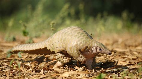 Rare Indian Pangolin Rescued by Wildlife SOS Near Agra - Wildlife SOS