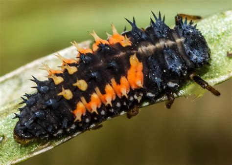 Five Pest-Eating Predatory Insects to Know and Love - Sky Nursery