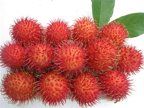 RAMBUTAN | Jumbo Of Fruit