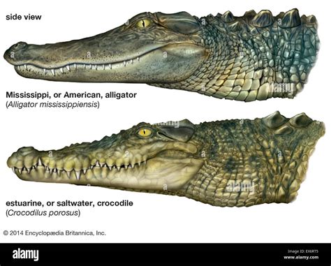 Comparison of alligators and crocodiles Stock Photo - Alamy