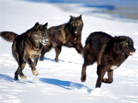 black wolf pack | Howling For Justice