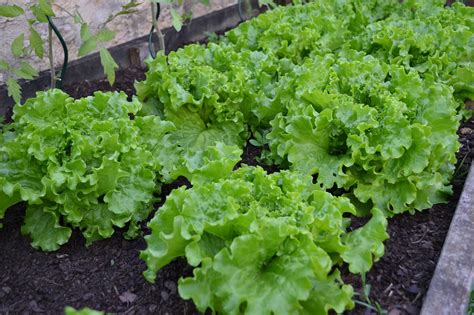 9 tipos de lechuga para cosechar todo el año. Siembra tus lechugas!