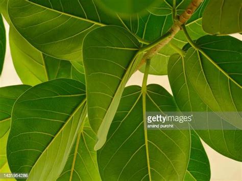 968 Banyan Tree Leaves Stock Photos, High-Res Pictures, and Images ...